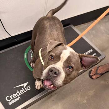 Survivor -  Terrier Dog for Adoption in Tampa, Florida - Survivor | PetCurious