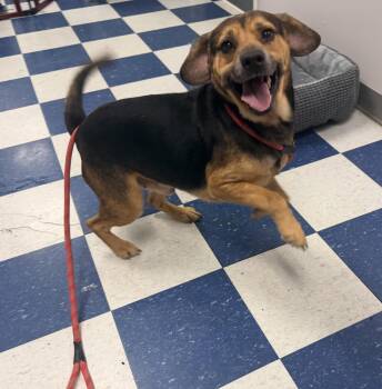 Mixed Breed Dogs Available for Adoption - Manny | PetCurious