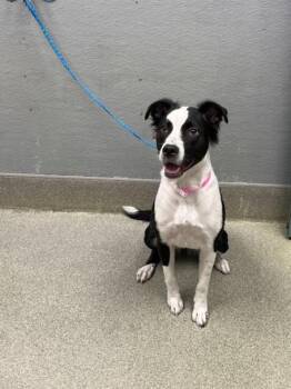 Pit Bull Terrier and Mixed Breed Dogs Available for Adoption in Las Vegas, Nevada - MAYMAY | PetCurious