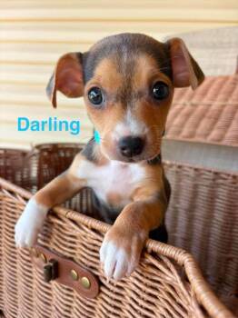Darling -  Chihuahua Dog for Adoption in Shawnee, Oklahoma - Darling | PetCurious