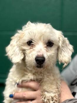 Maltese and Poodle Dogs Available for Adoption - Alex | PetCurious