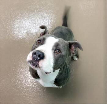 Posey -  Mixed Breed Dog for Adoption in Nashville, Tennessee - Posey | PetCurious
