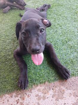 Brienne -  Labrador Retriever Dog for Adoption in Houston, Texas - Brienne | PetCurious