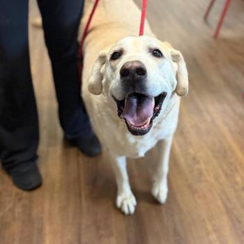 Tommy -  Yellow Labrador Retriever Dog for Adoption in Port Richey, Florida - Tommy | PetCurious