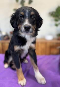 Australian Shepherd and Cocker Spaniel Dogs Available for Adoption - Denny | PetCurious