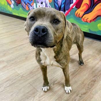Nessa -  Pit Bull Terrier Dog for Adoption in Lyndhurst, Virginia - Nessa | PetCurious