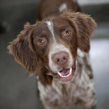 Mack (S26-04) -  English Setter Dog for Adoption in Peyton, Colorado - Mack (S26-04) | PetCurious