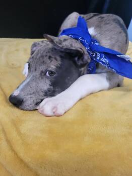 DAWSON -  Catahoula Leopard Dog Dog for Adoption in Mount Laurel Township, New Jersey - DAWSON | PetCurious