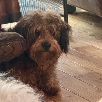 Xero -  Lhasa Apso and Mixed Breed Dog for Adoption in Huntsville, Alabama - Xero | PetCurious