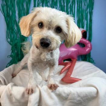 Enzo -  Terrier Dog for Adoption in Fresno, California - Enzo | PetCurious