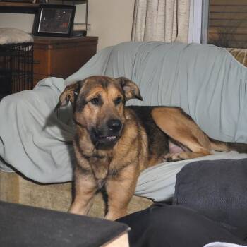 German Shepherd Dog and Mixed Breed Dogs Available for Adoption in Chicago, Illinois - Mister | PetCurious