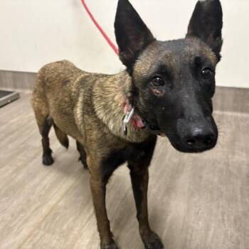 Bagel Bites -  Belgian Shepherd Malinois Dog for Adoption in Pasadena, California - Bagel Bites | PetCurious