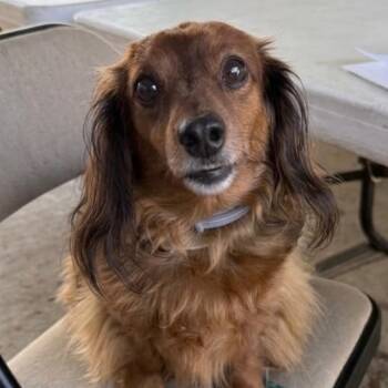 Tucker -  Miniature Dachshund Dog for Adoption in Washington, Pennsylvania - Tucker | PetCurious