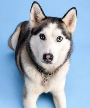 ROXY -  Siberian Husky Dog for Adoption in Westminster, Maryland - ROXY | PetCurious