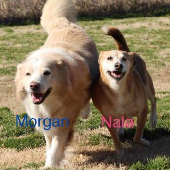 Rescue Mixed Breed Dogs for Adoption in Tunica, Mississippi - Nala Bonded With Morgan | PetCurious