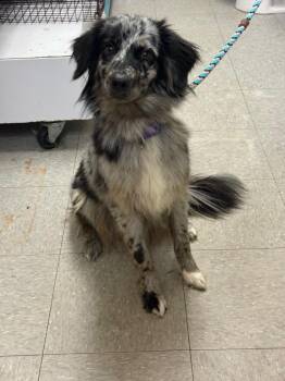 Petal -  Australian Shepherd and Border Collie Dog for Adoption in Sorrento, Louisiana - Petal | PetCurious