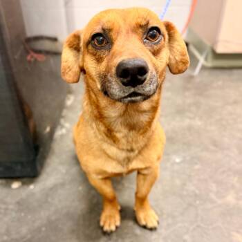 Mixed Breed Dogs Available for Adoption in Evensville, Tennessee - Peanut | PetCurious