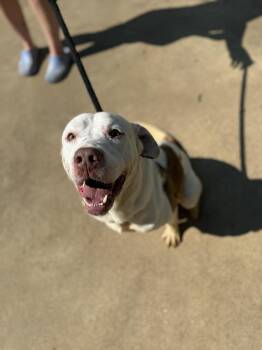 Rescue Great Pyrenees Dogs for Adoption in Jacksonville, Texas - Bishop | PetCurious