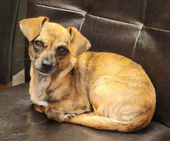 Coco -  Chihuahua Dog for Adoption in Cedar Rapids, Iowa - Coco | PetCurious