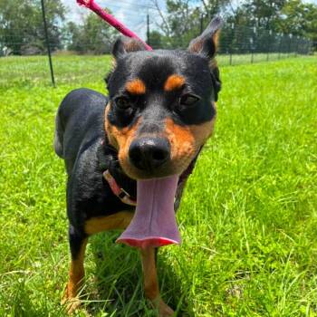 Doberman Pinscher and Corgi Dogs Available for Adoption in Austin, Texas - Kali JW | PetCurious