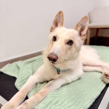 Ritz -  German Shepherd Dog and Husky Dog for Adoption in Scottsdale, Arizona - Ritz | PetCurious
