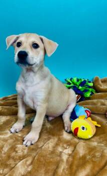 Shepherd and Husky Dogs Available for Adoption in Phoenix, Arizona - Tuna | PetCurious