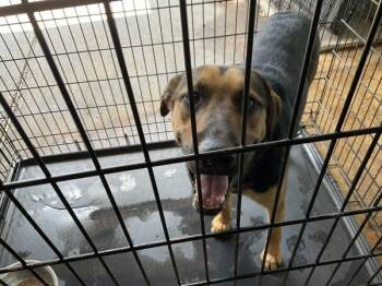 Parker -  Shepherd Dog for Adoption in Mobile, Alabama - Parker | PetCurious