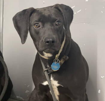 Rescue Labrador Retriever Dogs for Adoption in Broomfield, Colorado - Upshall / Ditto | PetCurious
