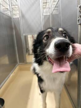 Border Collie and Mixed Breed Dogs Available for Adoption in Burgaw, North Carolina - Oreo | PetCurious