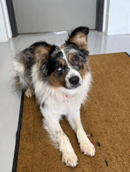 Obie -  Australian Shepherd Dog for Adoption in Sault Ste. Marie, Michigan - Obie | PetCurious