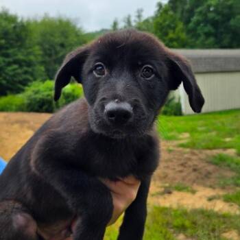 CT Fred -  Terrier and Mixed Breed Dog for Adoption in Eastford, Connecticut - CT Fred | PetCurious