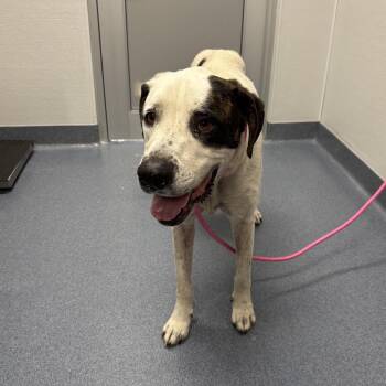 Buddy (Eldorado) -  Mixed Breed Dog for Adoption in Saint Joseph, Missouri - Buddy (Eldorado) | PetCurious