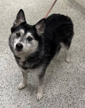 Iris -  Siberian Husky and Mixed Breed Dog for Adoption in Kansas City, Missouri - Iris | PetCurious