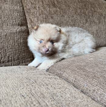 Peter Pom -  Pomeranian Dog for Adoption in Rochester, New York - Peter Pom | PetCurious