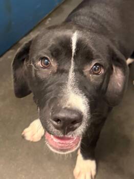 Betty -  Pit Bull Terrier Dog for Adoption in Henderson, North Carolina - Betty | PetCurious
