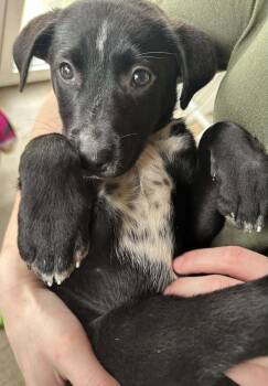 Australian Cattle Dog Blue Heeler Dogs Available for Adoption in Waunakee, Wisconsin - Willow Breeze | PetCurious