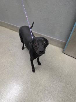 STRAWBERRY -  Labrador Retriever and Mixed Breed Dog for Adoption in Las Vegas, Nevada - STRAWBERRY | PetCurious