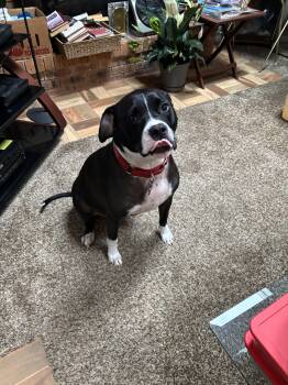 Rescue Black Labrador Retriever Dogs for Adoption in Upper Township, New Jersey - Lizzie | PetCurious