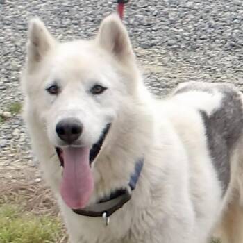 Husky Dogs Available for Adoption in Gloucester, Virginia - Snowy | PetCurious