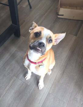 Sloth -  Mixed Breed Dog for Adoption in Taycheedah, Wisconsin - Sloth | PetCurious