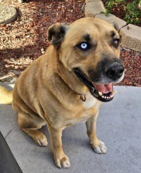Shepherd Dogs Available for Adoption in Los Angeles, California - Lonnie | PetCurious