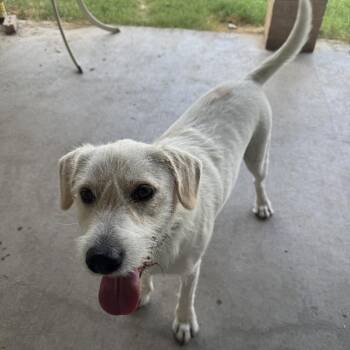 Sultan -  Parson Russell Terrier Dog for Adoption - Sultan | PetCurious