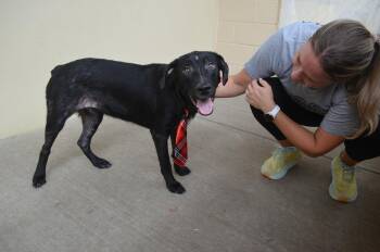 Paul -  Mixed Breed Dog for Adoption in Mckinney, Texas - Paul | PetCurious
