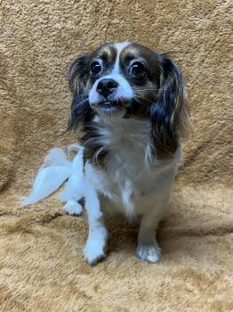 MOCHA -  Cavalier King Charles Spaniel Dog for Adoption in Elyria, Ohio - MOCHA | PetCurious