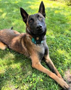 CRAYTOS -  Belgian Shepherd Malinois Dog for Adoption in Sacramento, California - CRAYTOS | PetCurious