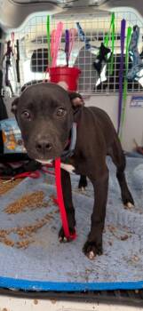 Wesley -  Mixed Breed Dog Available for Adoption in Sapulpa, Oklahoma - Wesley | PetCurious