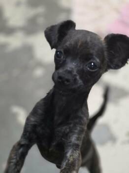 Donut -  Chihuahua Dog for Adoption in Anderson, South Carolina - Donut | PetCurious