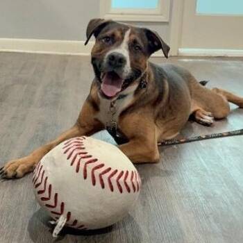 Valentino Heartthrob Certified Lover Dude -  American Staffordshire Terrier and Boxer Dog for Adoption in Friendswood, Texas - Valentino Heartthrob Certified Lover Dude | PetCurious