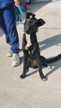 93294a Teela -  Border Collie and Mixed Breed Dog for Adoption in North Charleston, South Carolina - 93294a Teela | PetCurious