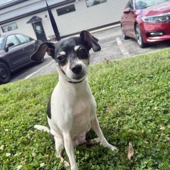Guava -  Rat Terrier and Mixed Breed Dog for Adoption in Louisville, Kentucky - Guava | PetCurious